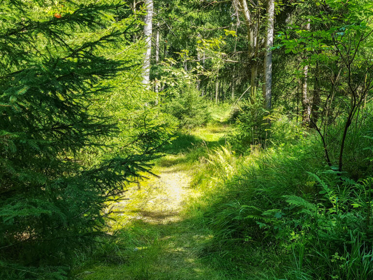 Ochsenbacher 1 768x576