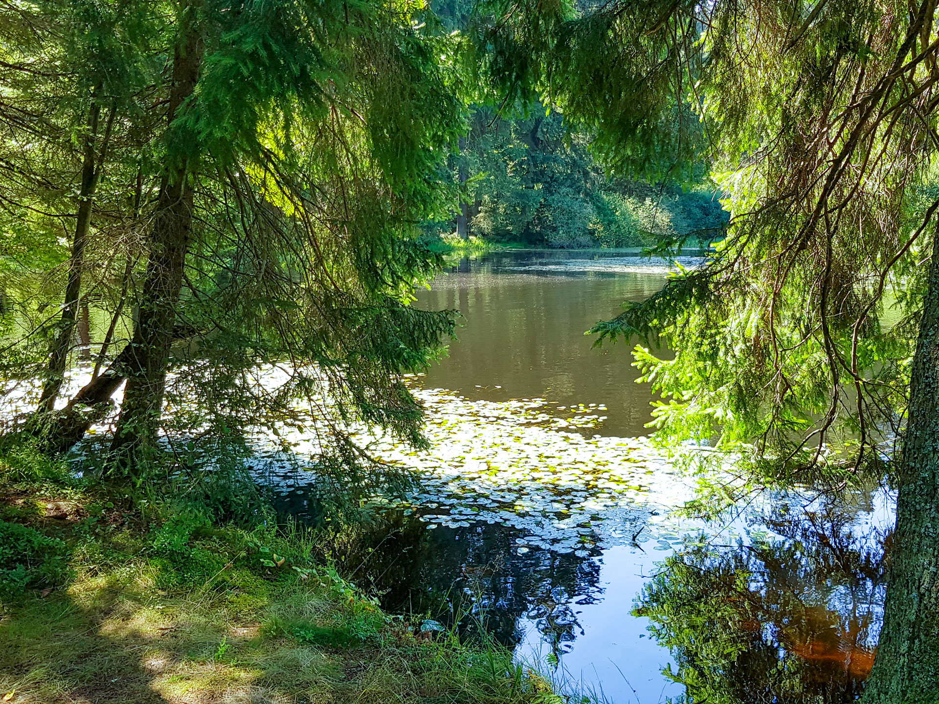 Ochsenbacher Teich Großbreitenbach