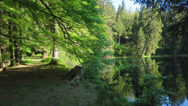 Wurzelberg 1 768x432
