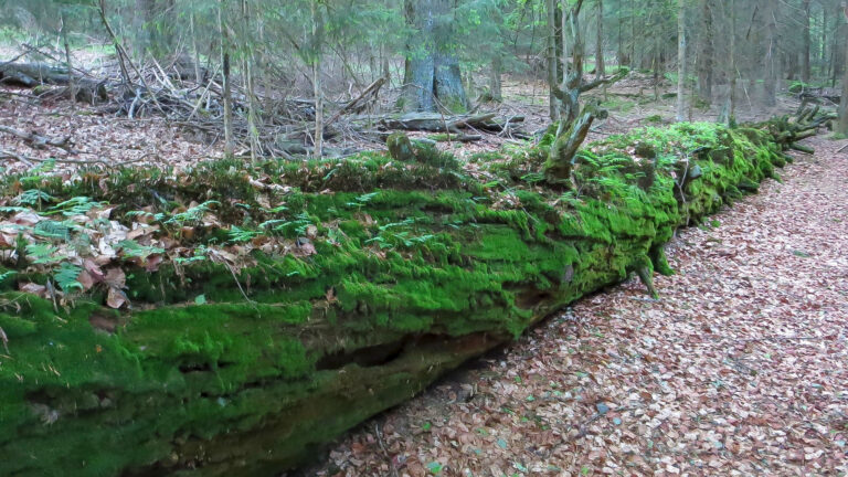 Wurzelberg 2 1 768x432
