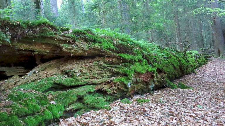 Wurzelberg 3 1 768x432