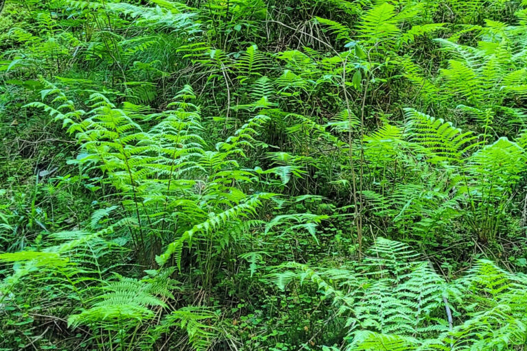 Amselbachtal 3 768x512