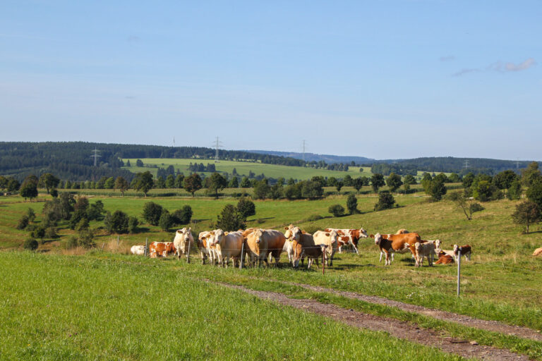 Haltestelle Wildenspring 4 768x512