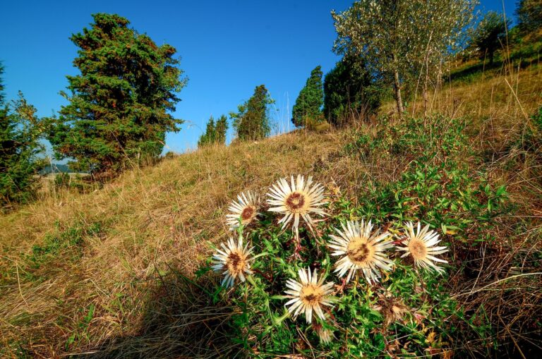 Heimatverein Wildenspring 06 768x509