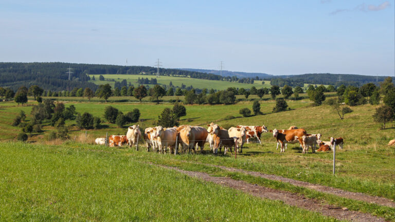Heimatverein Wildenspring 09 768x432