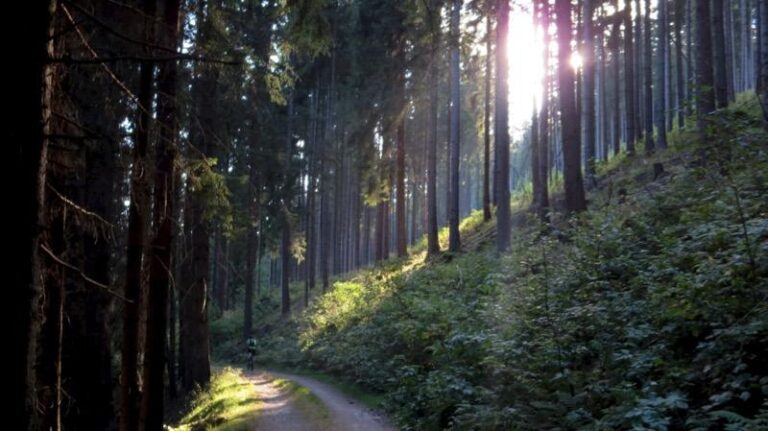Wald 768x431
