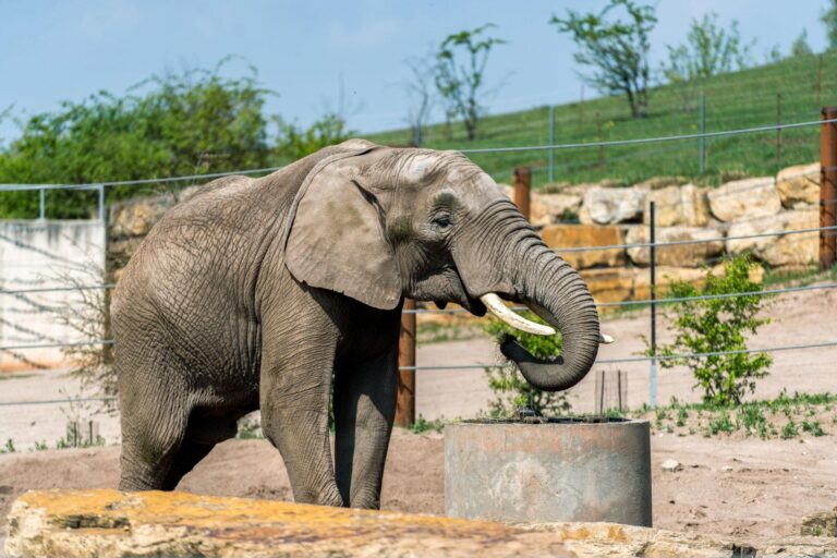 Erfurter Zoo 01 768x512