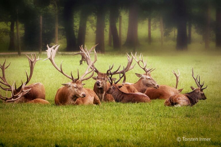 Wildpark Tambach 03 768x512
