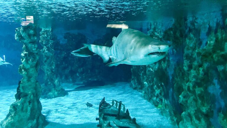 Meeresaquarium 01 768x432