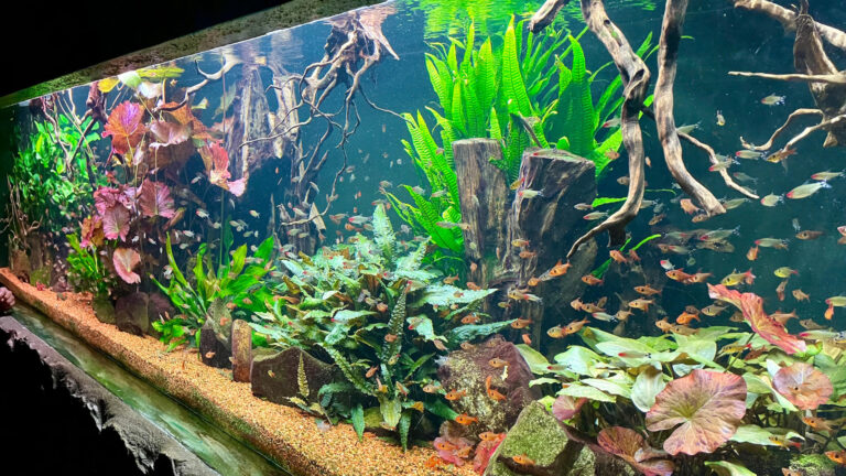 Meeresaquarium 03 768x432