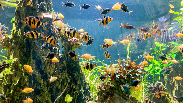 Meeresaquarium 05 768x432
