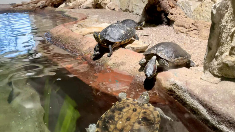 Meeresaquarium 07 768x432