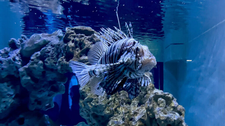 Meeresaquarium 08 768x432