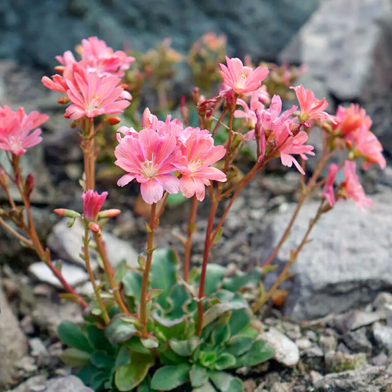 rennsteiggarten oberhof 003 768x768
